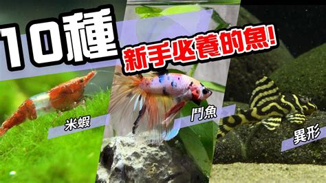 飼養魚的種類